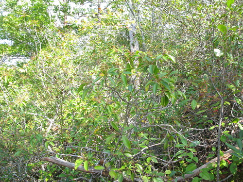 GRSM Accuracy Assessment. Plot Code: GRSM_AA_0182_3