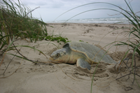Nesting Kemp's ridley