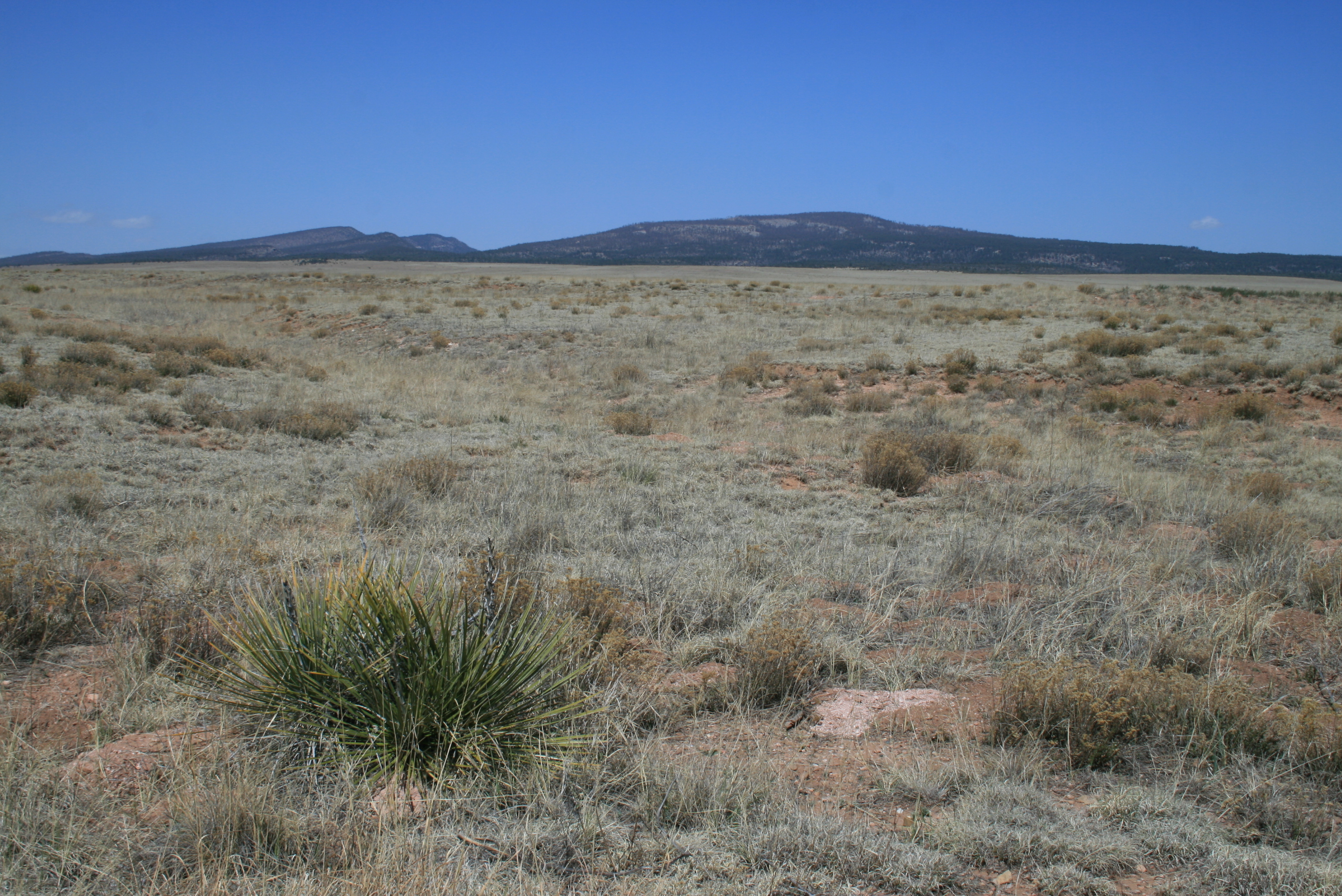 Prairie landscape with cactus at Fort Union National Monument