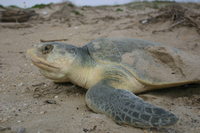 Nesting Kemp's ridley