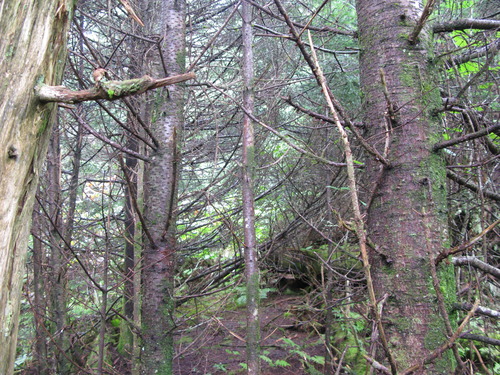 GRSM Accuracy Assessment. Plot Code: GRSM_AA_0242_2