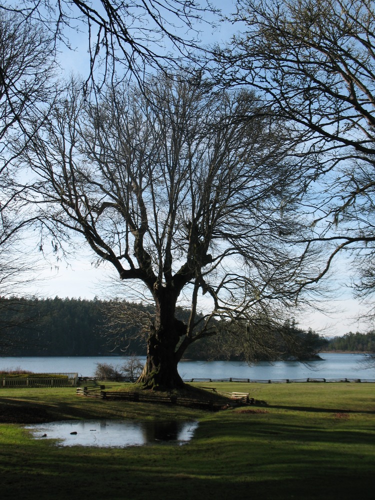 Bigleaf Maple on Christmas Day
