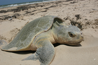Nesting Kemp's ridley