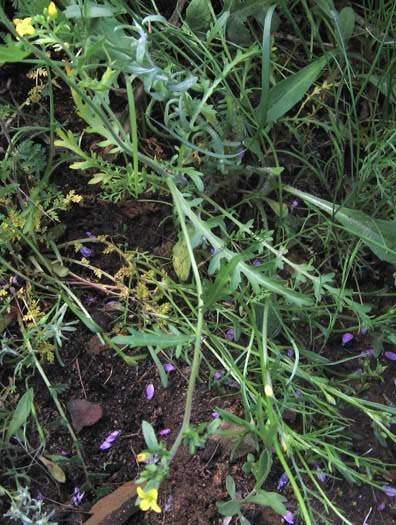 Dobie-pod Tropidocarpum gracile Family: Brassicaceae (Mustard) Cheeseboro/Palo Comado Canyons: Sheep Corral trail, burned chaparral, April 2006.
