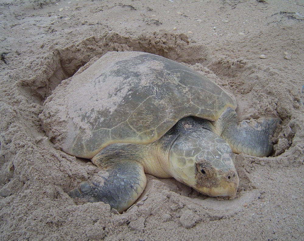 Nesting Kemp's ridley