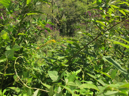 GRSM Accuracy Assessment. Plot Code: GRSM_AA_0776_3