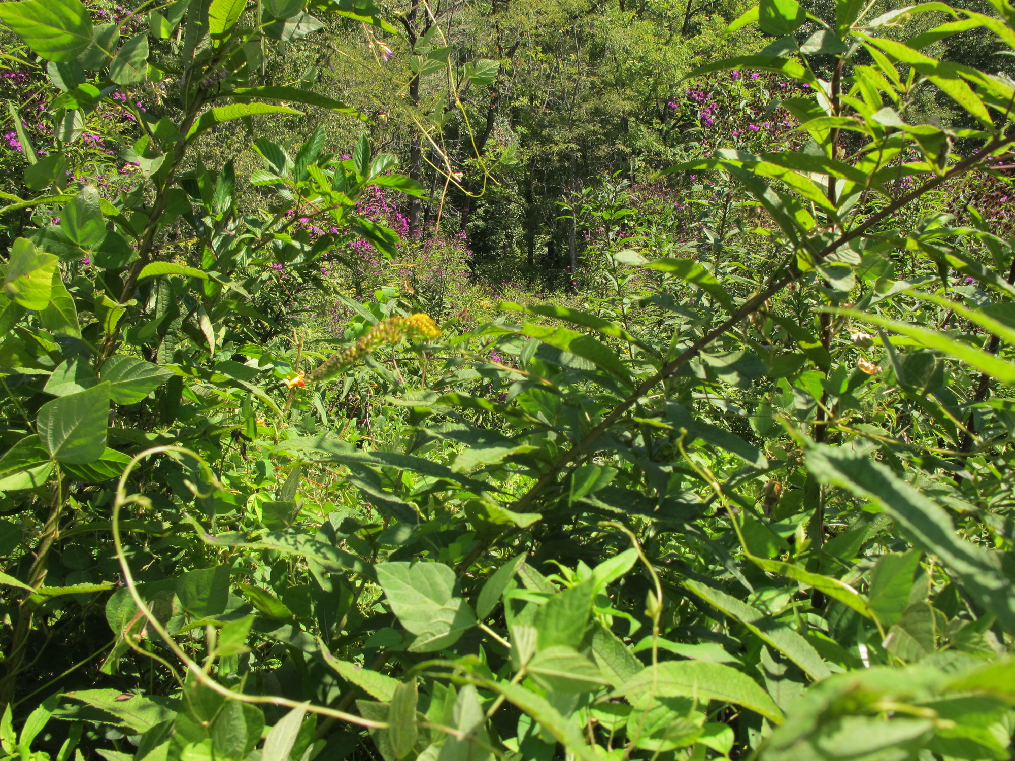 GRSM Accuracy Assessment. Plot Code: GRSM_AA_0776_3