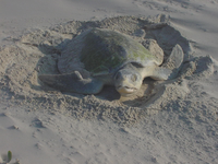 Nesting Kemp's ridley