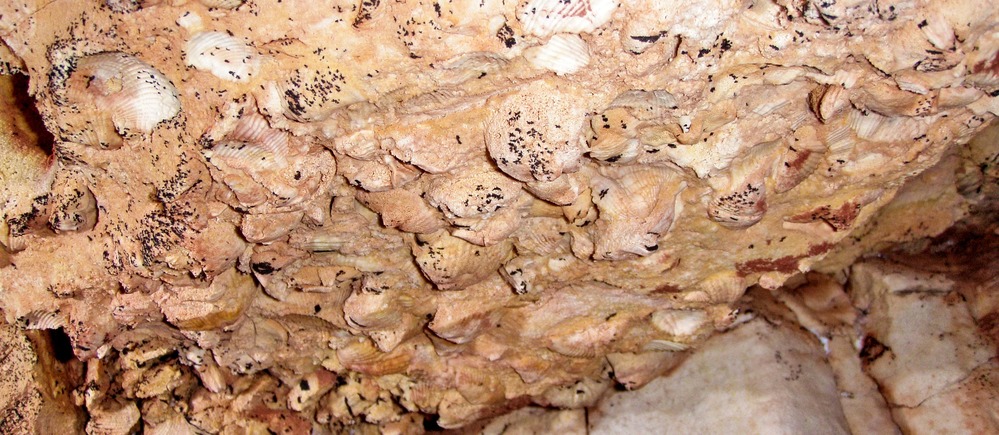 small shell fossils on a brown cave wall 