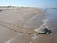 Kemp's ridley tracks
