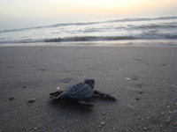 Kemp's ridley hatchlings