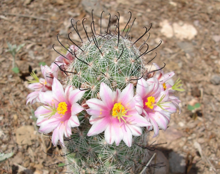 The flowers of the Arizona Pincushion Cactus form a beautiful ring around the top of the cactus.