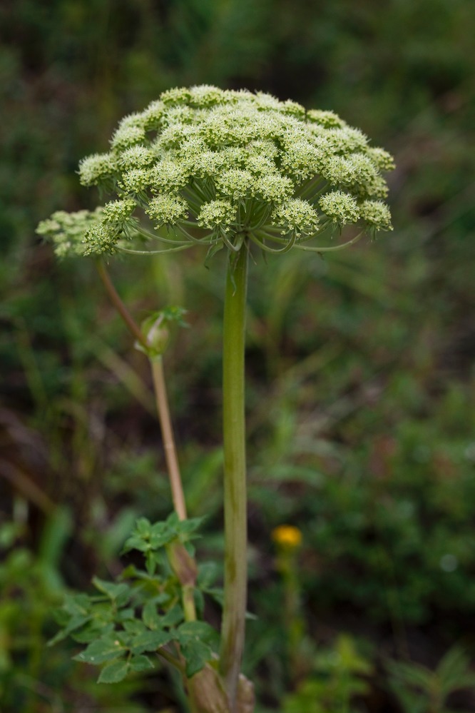 Wild Celery