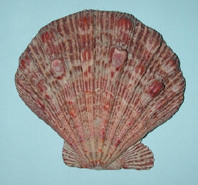 The lion's paw is from deep water and very seldom found on Padre Island, whose surrounding waters are shallow. Lion's paw are a kind of scallop and can come in a variety of colors. They can reach up to 6 inches in length.