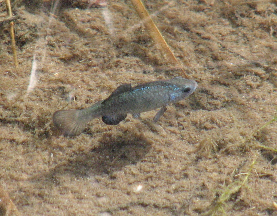 The Quitobaquito Pupfish is an endangered resident of Organ Pipe Cactus National Monument. The only place in the world where it can be found is Quitobaquito.