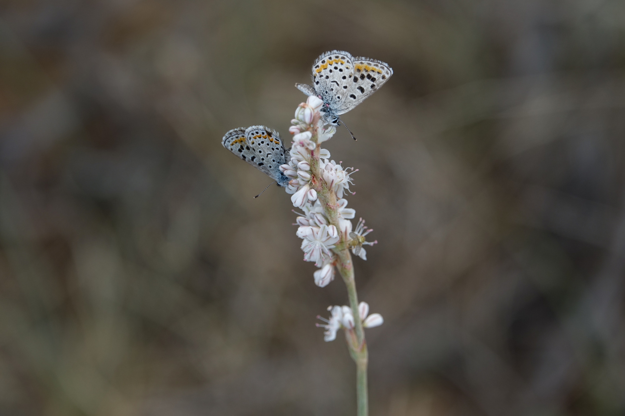 Small blue and orange butterflies on white flowers