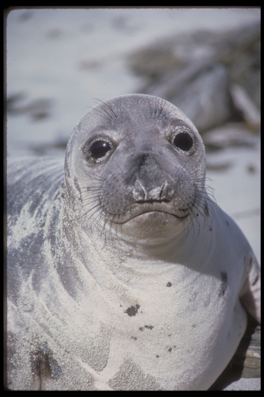 W2B8_Female_northern_elephant_seal
