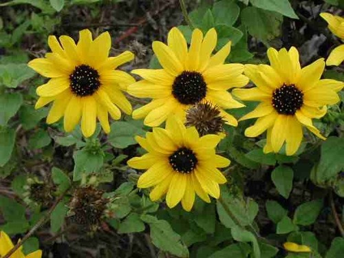 Cucumber-leaved sunflowers are common around the Malaquite Visitor Center.