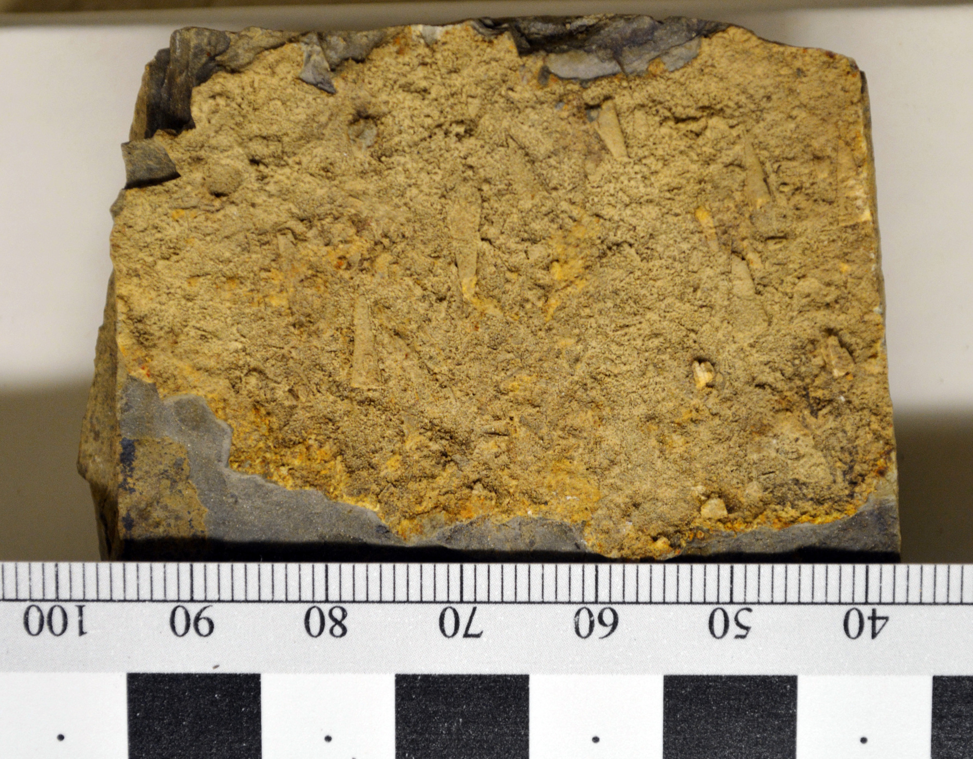 A side cut of a rock showing small conical shapes within it.