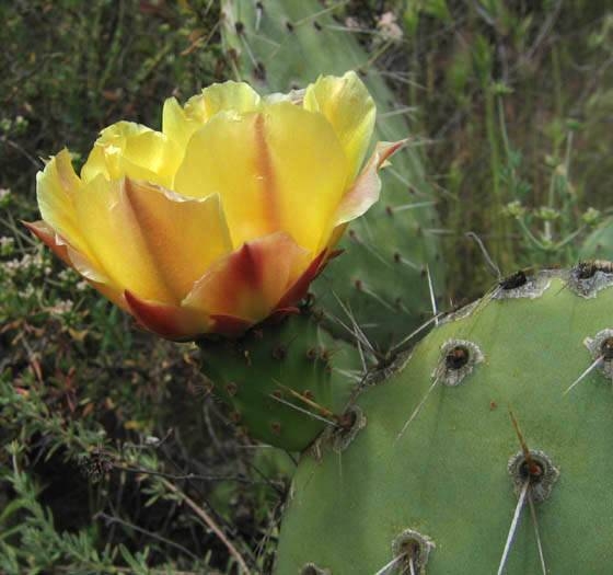 Coastal Prickly Pear Opuntia littoralis Family: Cactaceae (Cactus) Wildwood Park, valley grassland, March 2005.