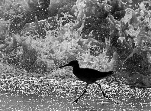 Willet wading through breaking wave at Marshall's Beach.