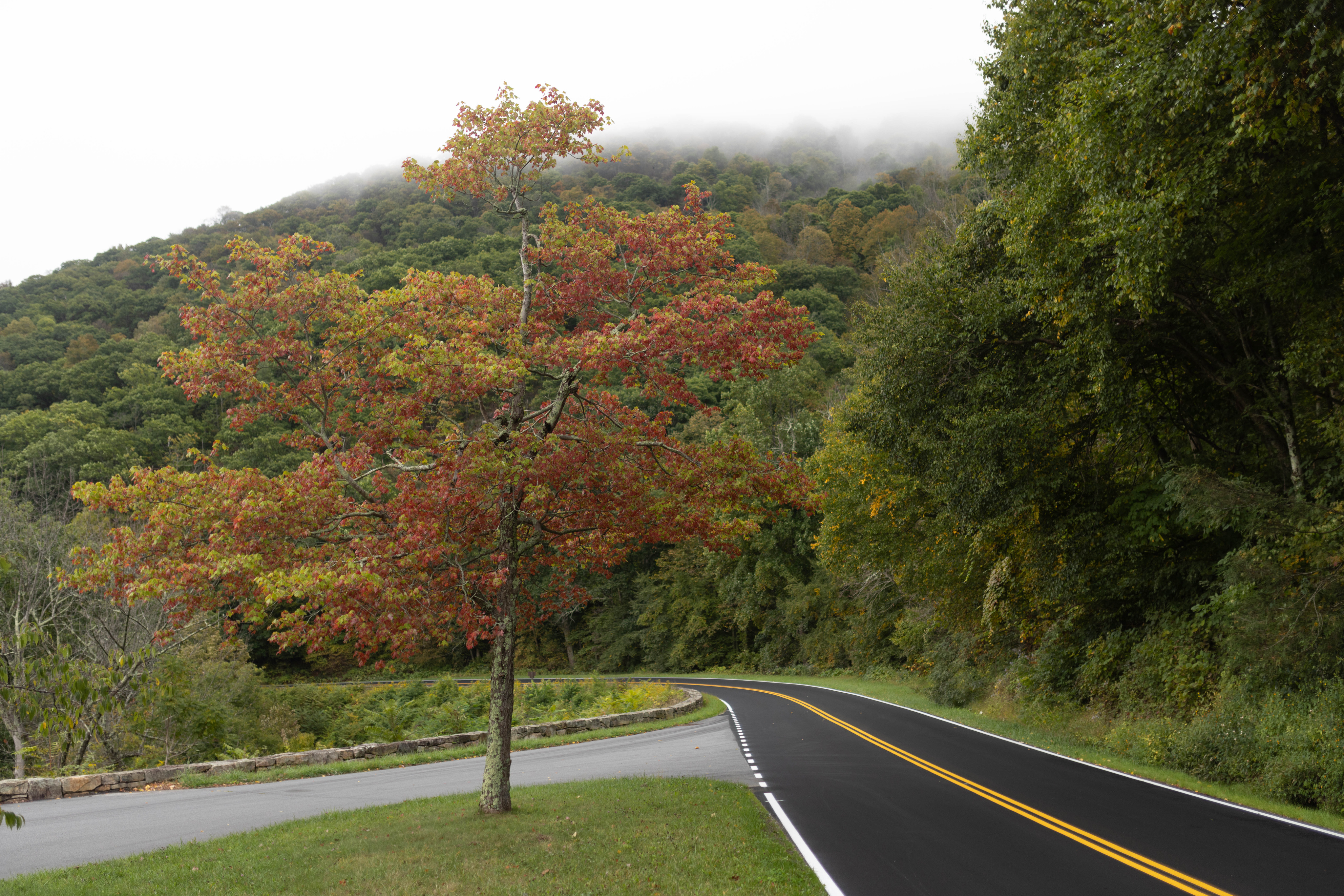Swift Run Overlook with a single tree in the center of the composition turning a burnt orange.