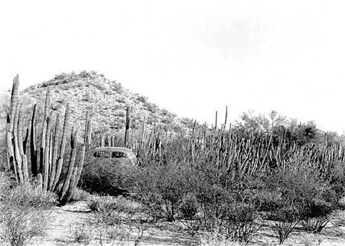 Penetrating deep into the desert, this car appears lost in a huge growth of Sinitas. The plant at the extreme left is an Organ Pipe. (Taken 1944)