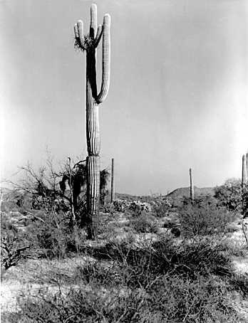 Red Tail Hawk nest in Saguaro (Taken 1956)