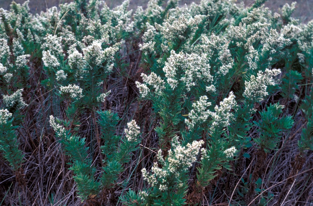 At the National Seashore, yankeeweed does not occur near most areas easily accessible to the public.