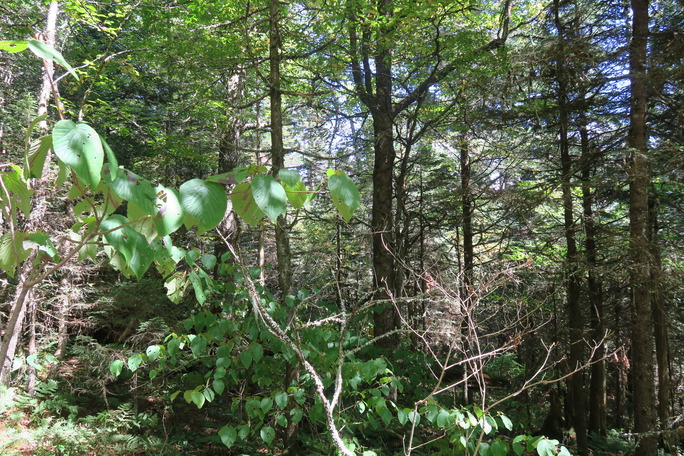 GRSM Accuracy Assessment. Plot Code: GRSM_AA_0763_6