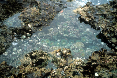 Tidepool