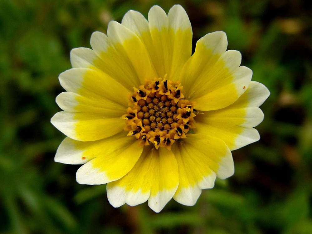 Photograph of a Tidytips taken at Inspiration Point in spring 2004.