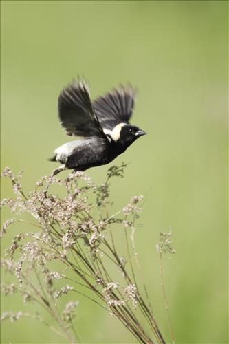 Bobolink in Cuyahoga Valley National Park