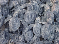Kemp's ridley hatchlings