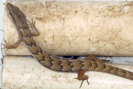 Alligator lizard caught during a pitfall trap survey in the Santa Monica Mountains.