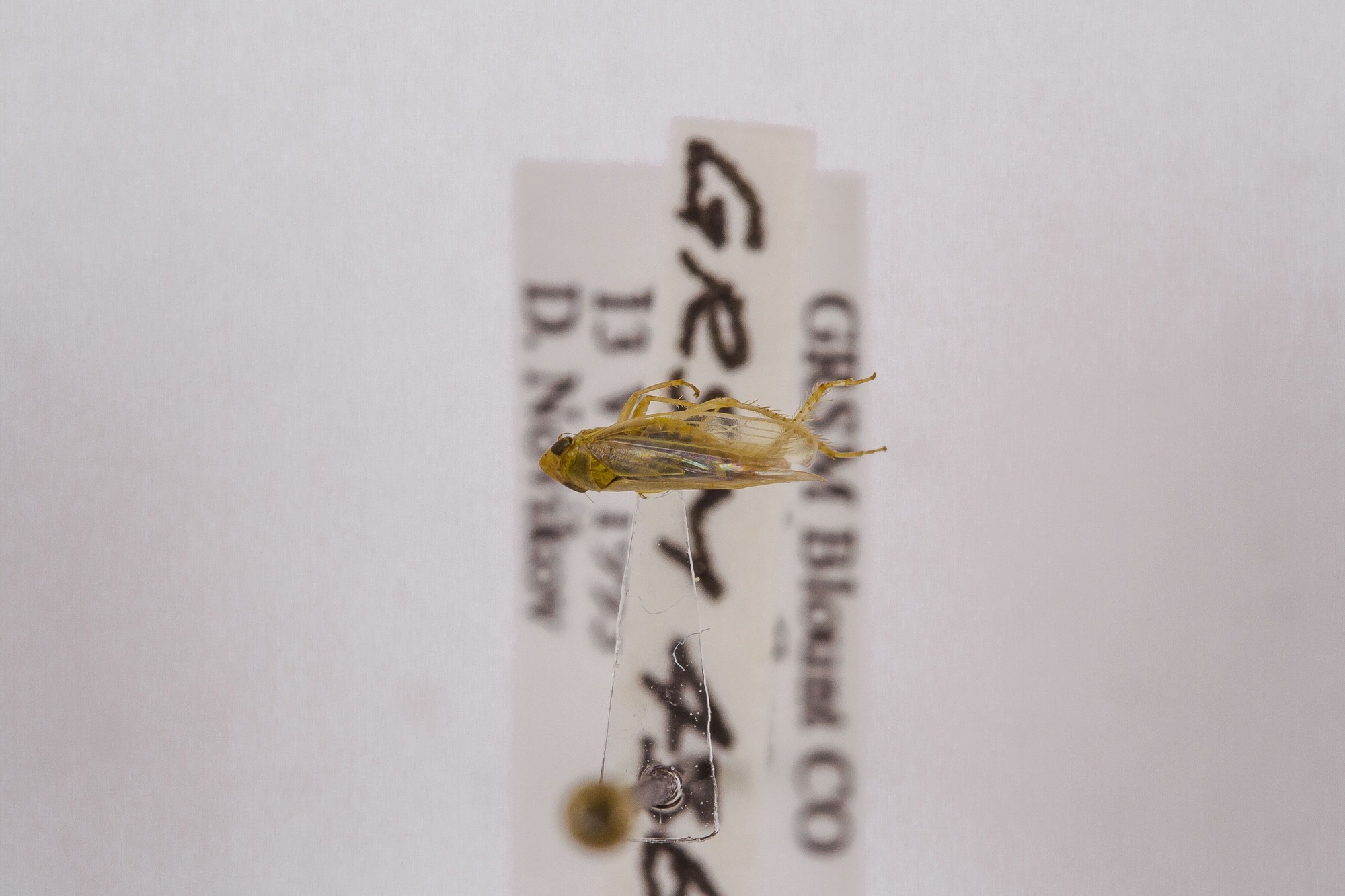 Image of Elymana acuma, a species of Animalia