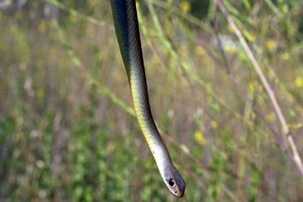 Yellowbelly racer, Santa Monica Mountains