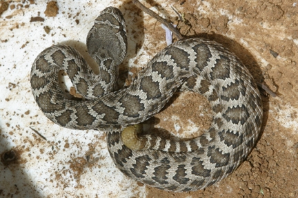 Southern Pacific rattlesnake