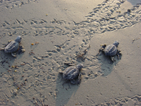 Kemp's ridley hatchlings
