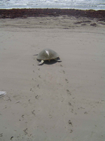 Kemp's ridley tracks