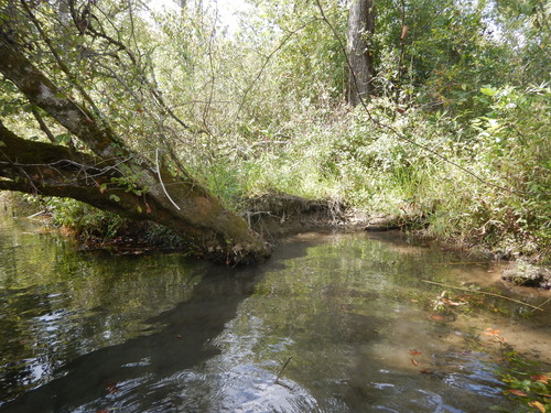 GRSM Accuracy Assessment. Plot Code: GRSM_AA_0408_4