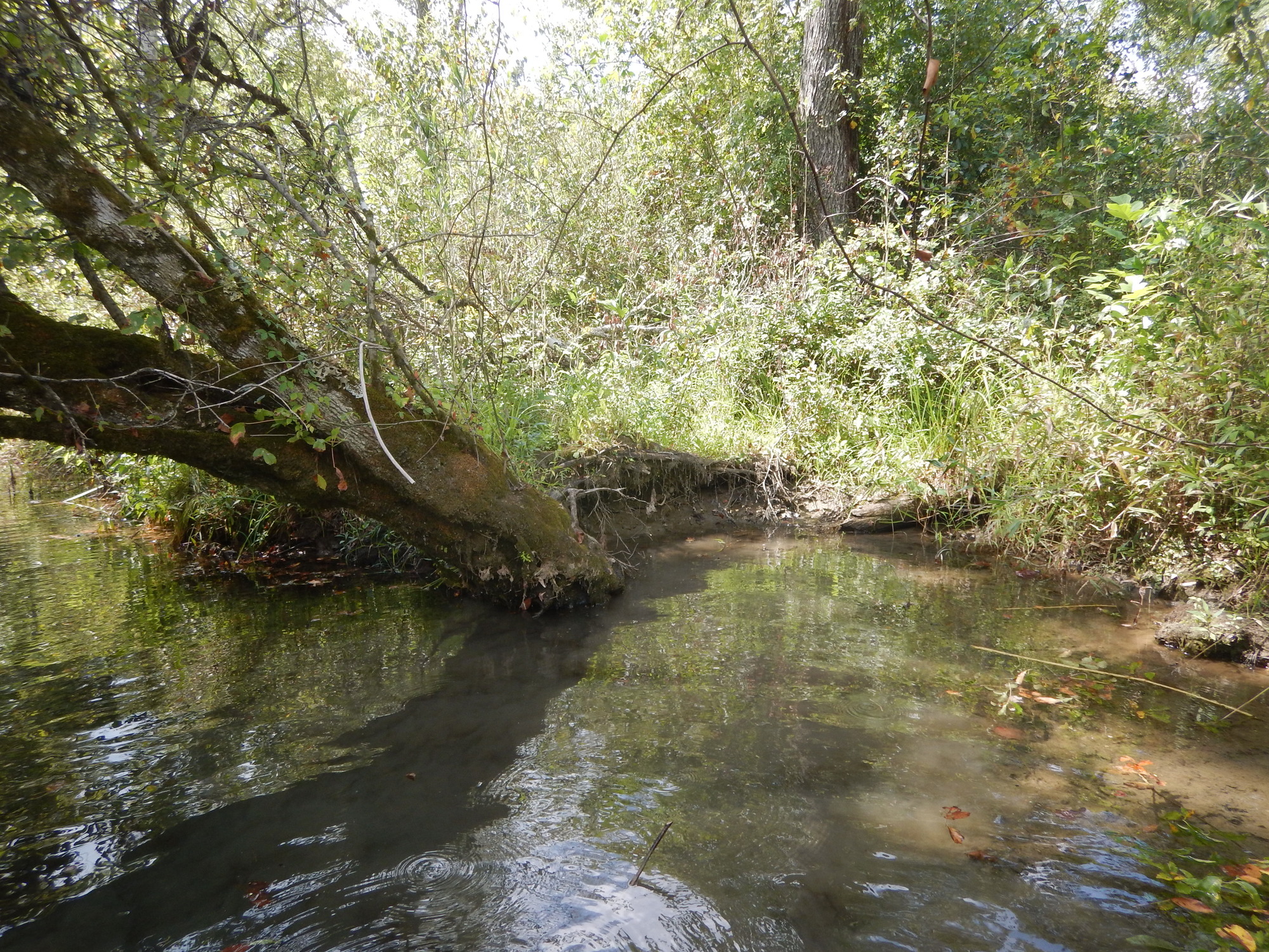 GRSM Accuracy Assessment. Plot Code: GRSM_AA_0408_4