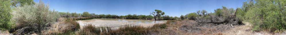 Quitobaquito is an oasis in the desert for many different species of animals. This spring fed pond also holds spiritual significance for many Native American groups in the area.