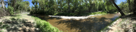 panoramic image of river flowing beneath tall cottonwood trees