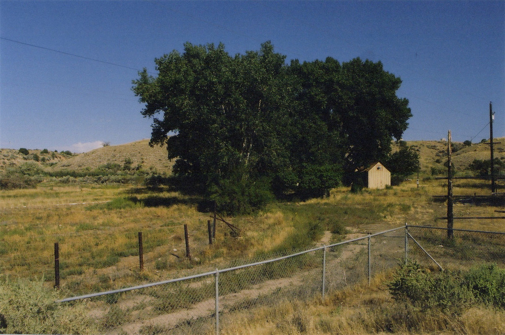 Tall cottonwood trees form a dense green cluster at the edge of a pasture, near a line of low hills.