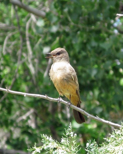 Say's phoebe singing.