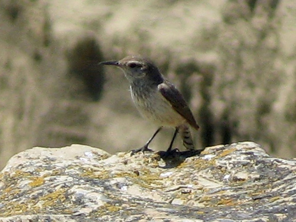 A rock wren on the Wind Canyon Trail.
