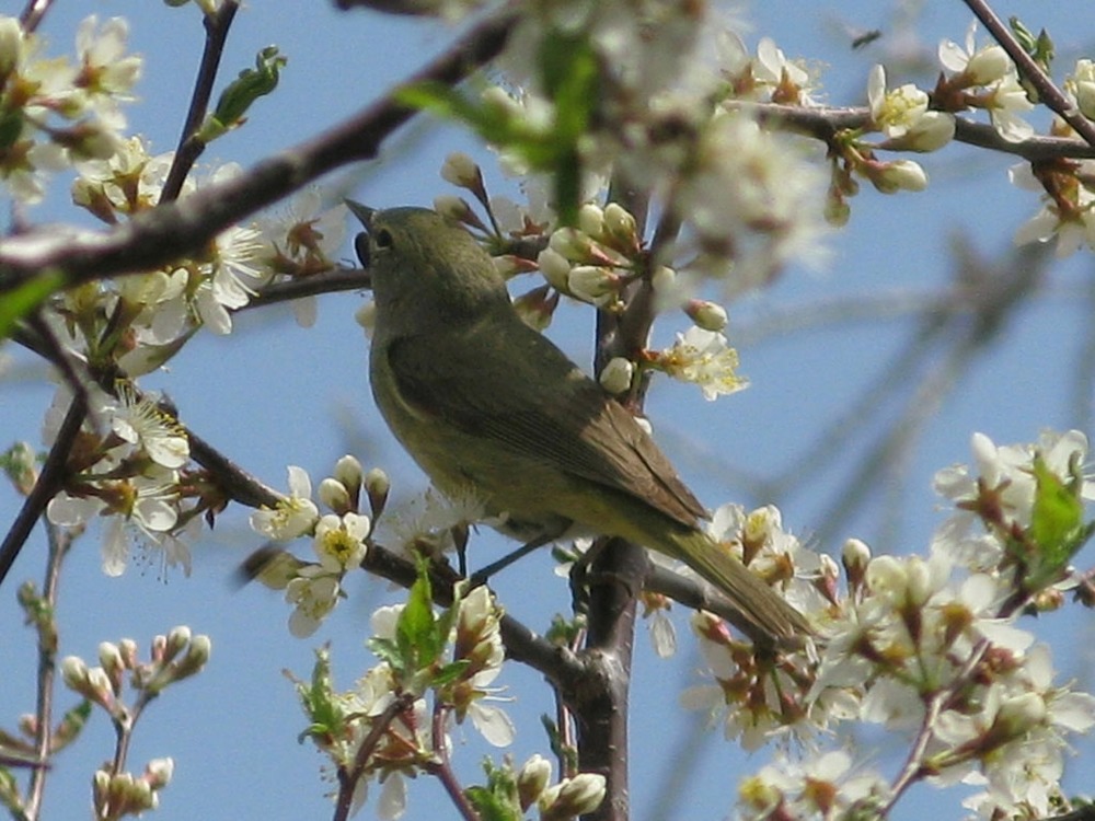 An orange-crowned warbler darts from branch to branch in search of insects in a blooming wild plum tree. A warbler like this can consume one and a half times its body weight every day.