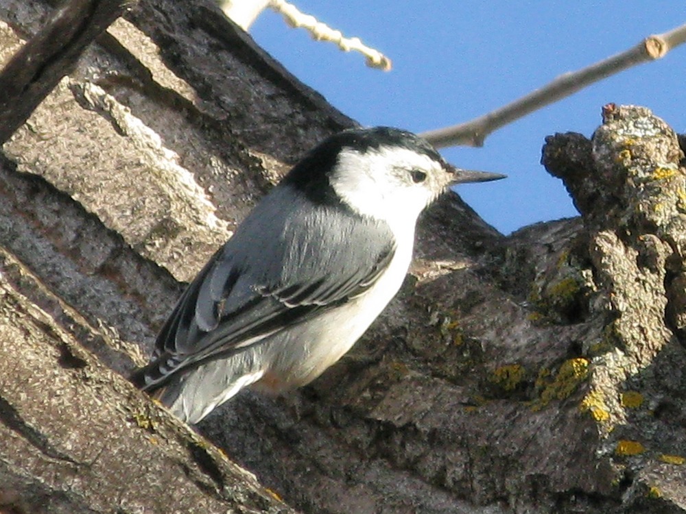 The white-breasted nuthatch is a year-round resident of the park. They have a unique ability to cling to trees upside-down if they choose. Look for them in wooded areas.