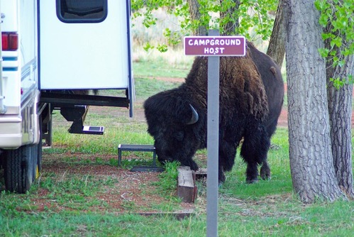 A bison just outside of a visitor's recreation vehicle.